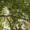 Česáček na ovoce Oneclick Fiskars 1080692