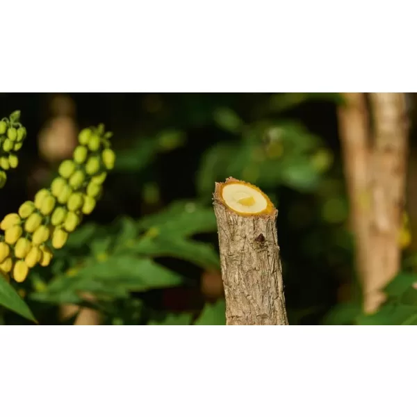 Aku nůžky Bosch EasyPrune 06008B2102