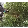 Aku plotostřih 600mm Li-ion XGT 40V bez aku Makita UH006GZ